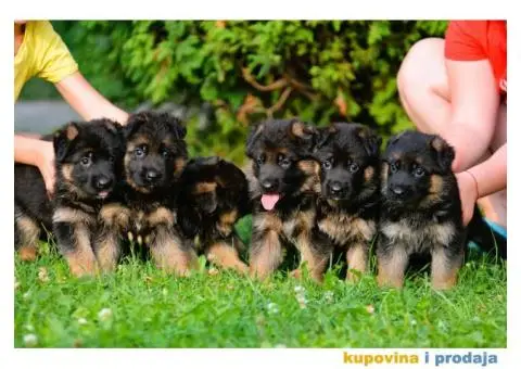 Nemački ovčar štenci - 5/5
