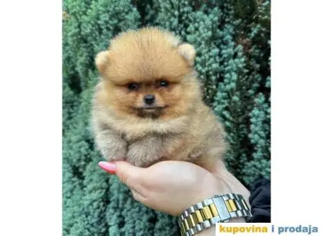 U ponudi stene BOO-pomeranca, jako dobrog kvaliteta - 1/9