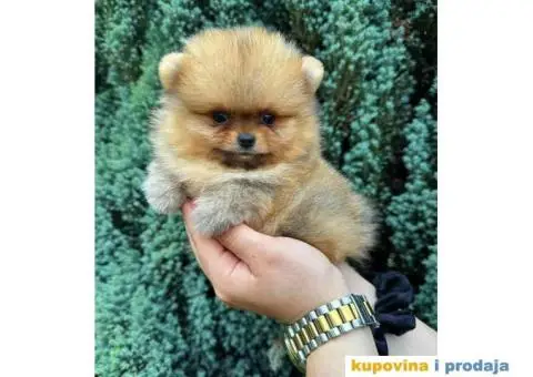 U ponudi stene BOO-pomeranca, jako dobrog kvaliteta - 2/9