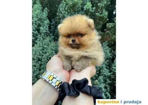 U ponudi stene BOO-pomeranca, jako dobrog kvaliteta - 3/9