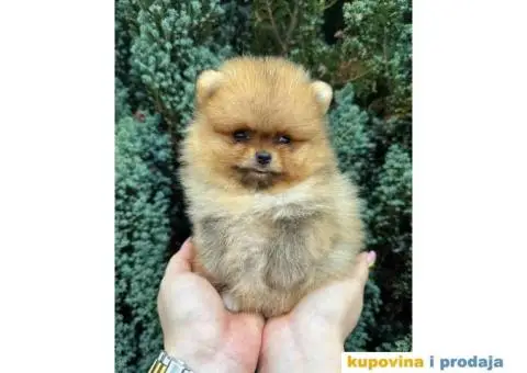 U ponudi stene BOO-pomeranca, jako dobrog kvaliteta - 4/9