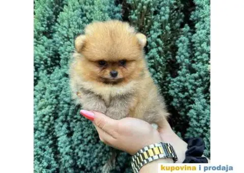 U ponudi stene BOO-pomeranca, jako dobrog kvaliteta - 5/9