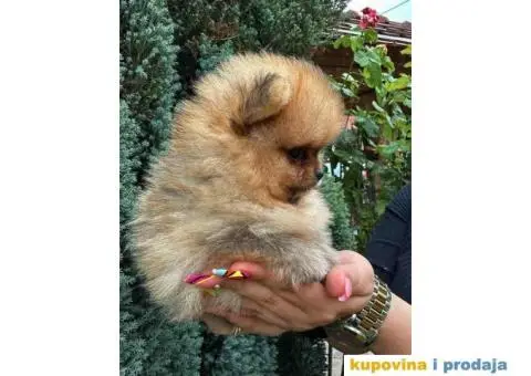 U ponudi stene BOO-pomeranca, jako dobrog kvaliteta - 6/9