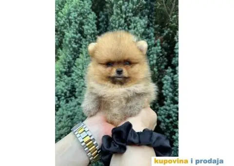 U ponudi stene BOO-pomeranca, jako dobrog kvaliteta - 7/9