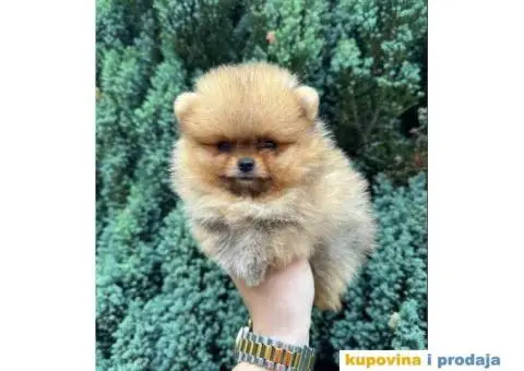 U ponudi stene BOO-pomeranca, jako dobrog kvaliteta - 8/9