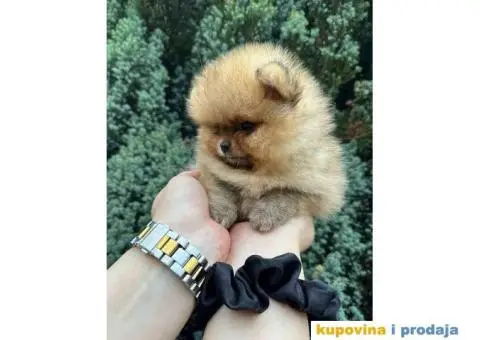 U ponudi stene BOO-pomeranca, jako dobrog kvaliteta - 9/9