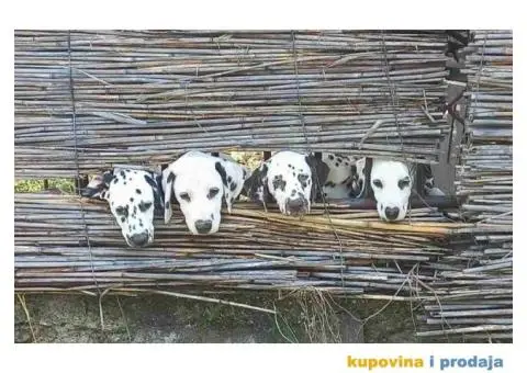 Dalmatinski pas, štenad iz odgajivačnice MEDIOLANUM - 2/8