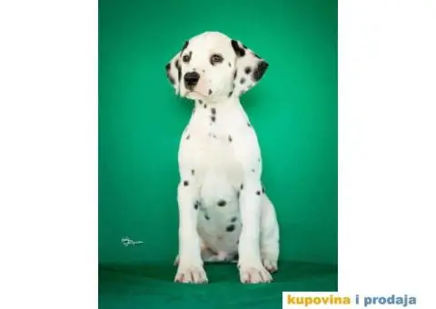 Dalmatinski pas, štenad iz odgajivačnice MEDIOLANUM - 3/8