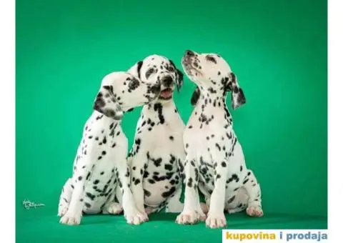 Dalmatinski pas, štenad iz odgajivačnice MEDIOLANUM - 4/8