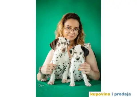 Dalmatinski pas, štenad iz odgajivačnice MEDIOLANUM - 5/8