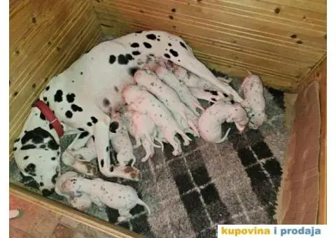 Dalmatinski pas, štenad iz odgajivačnice MEDIOLANUM - 8/8