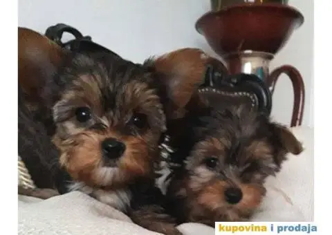 Na prodaju, stenci Jorksirskog terijera stari 1,5 meseca - 1/3