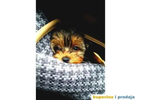 Na prodaju, stenci Jorksirskog terijera stari 1,5 meseca - 2/3