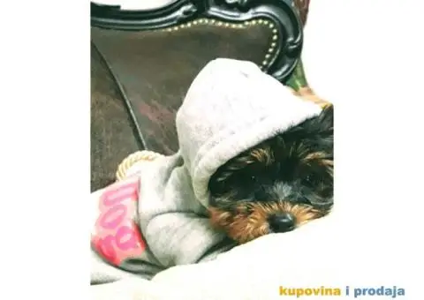 Na prodaju, stenci Jorksirskog terijera stari 1,5 meseca - 3/3