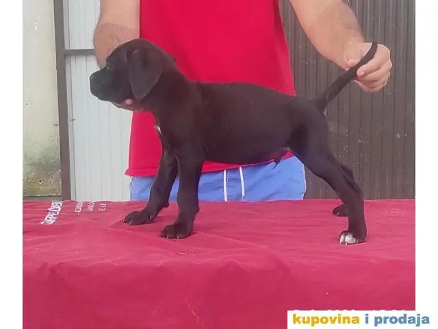 Cane Corso - 1