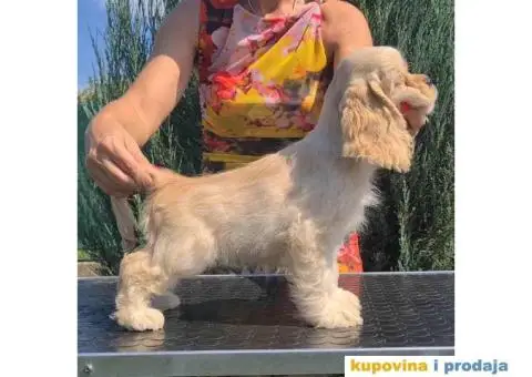 Na prodaju  stenci Americki koker spanijel - 2/4