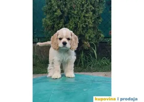 Na prodaju  stenci Americki koker spanijel - 4/4