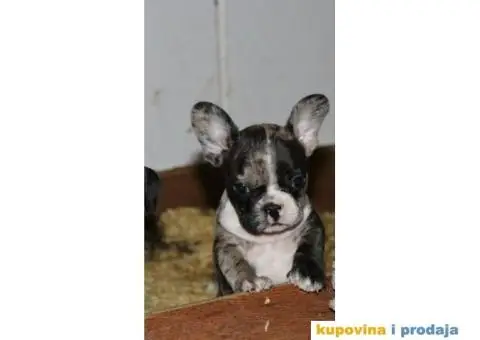 EXOTIC Francuski Buldog štenci - 1/10