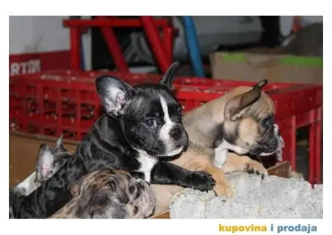 EXOTIC Francuski Buldog štenci - 2/10
