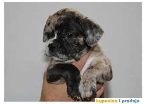 EXOTIC Francuski Buldog štenci - 3/10