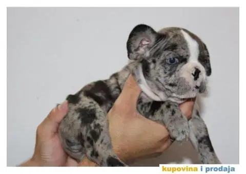 EXOTIC Francuski Buldog štenci - 4/10