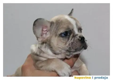 EXOTIC Francuski Buldog štenci - 5/10