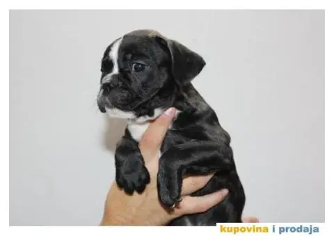 EXOTIC Francuski Buldog štenci - 6/10