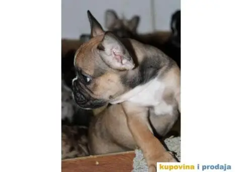 EXOTIC Francuski Buldog štenci - 7/10