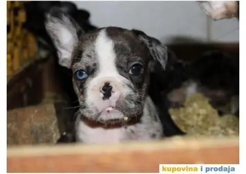 EXOTIC Francuski Buldog štenci - 8/10