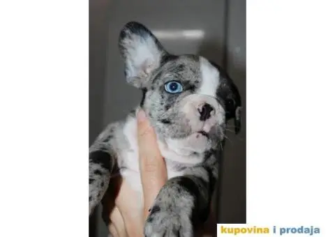 EXOTIC Francuski Buldog štenci - 9/10