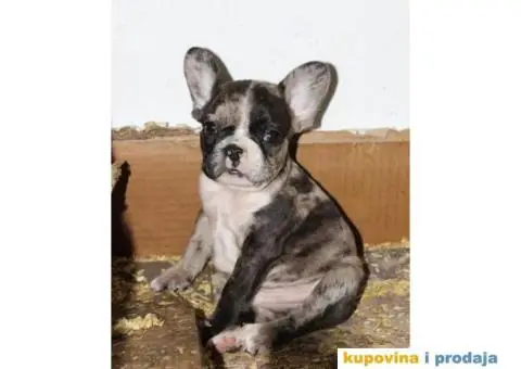 EXOTIC Francuski Buldog štenci - 10/10