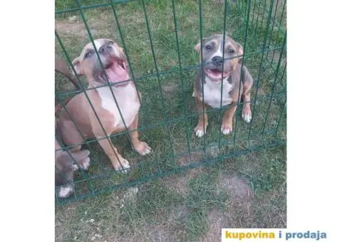 American bully pocket stenci - 1/5