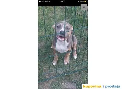 American bully pocket stenci - 3/5