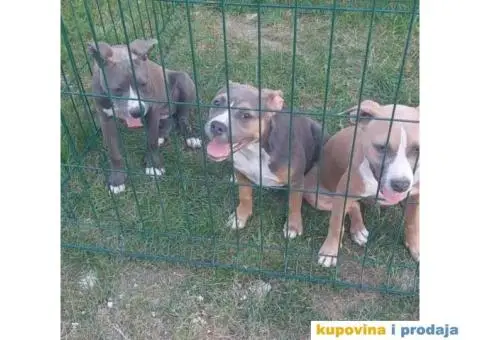 American bully pocket stenci - 4/5