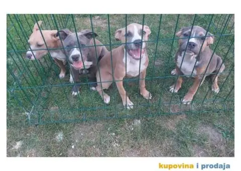 American bully pocket stenci - 5/5