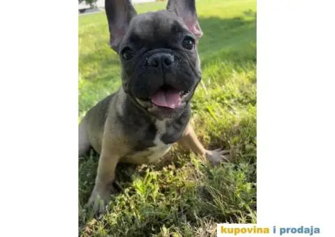 Francuski Buldog štenci - 1/4