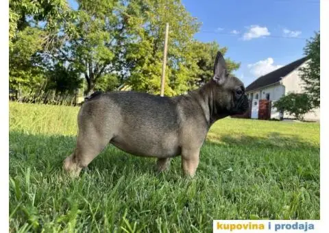 Francuski Buldog štenci - 2/4