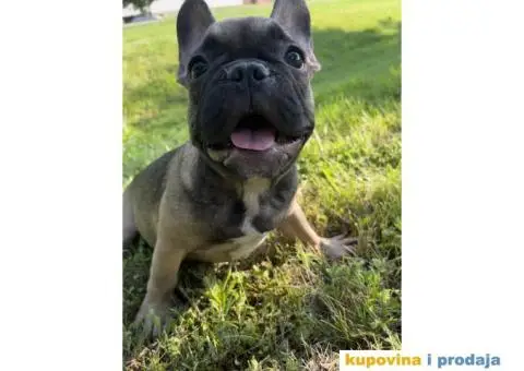 Francuski Buldog štenci - 3/4