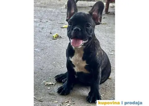 Francuski Buldog štenci - 4/4