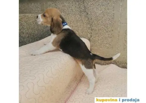 Bigl prelepi štenci - 1/9