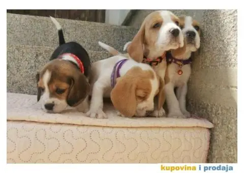 Bigl prelepi štenci - 2/9