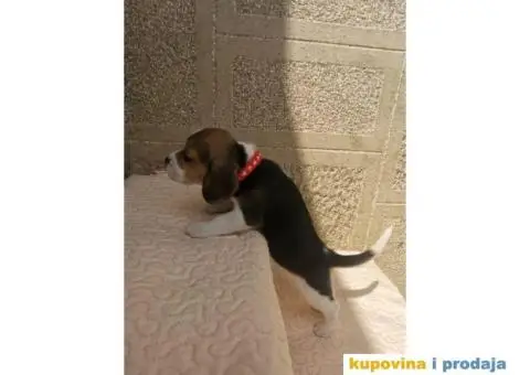 Bigl prelepi štenci - 3/9