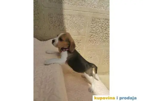 Bigl prelepi štenci - 4/9