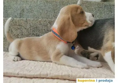 Bigl prelepi štenci - 5/9