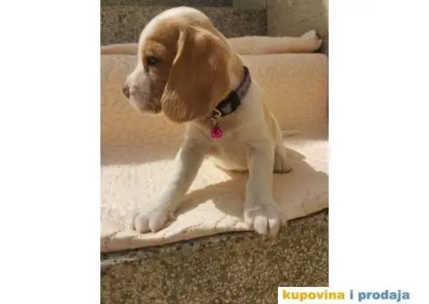 Bigl prelepi štenci - 6/9