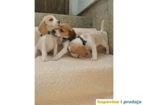 Bigl prelepi štenci - 7/9