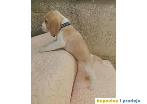 Bigl prelepi štenci - 8/9