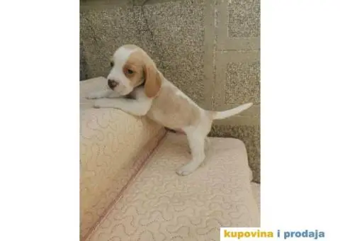 Bigl prelepi štenci - 9/9