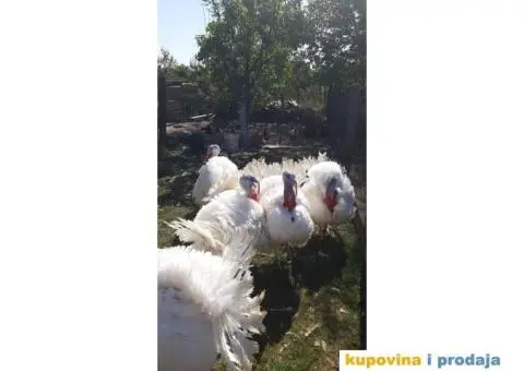 Prodajem pazinske ćurke