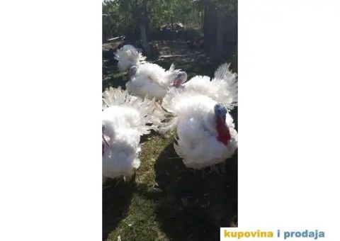 Prodajem pazinske ćurke - 2/2